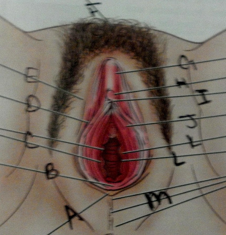 Расположение влагалища