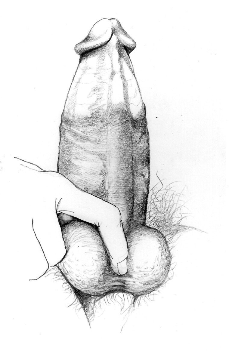 Член рисунок